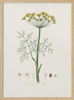 Dill (anethum Graveolens)  Medical Botany Poster