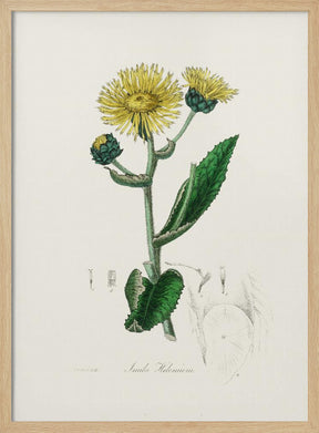 Elecampane (inula Helenium) Medical Botany Poster