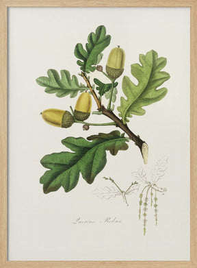 English Oak (quercus) Medical Botany Poster