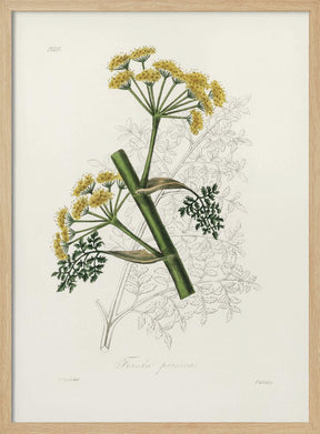 Ferula Persica Medical Botany Poster