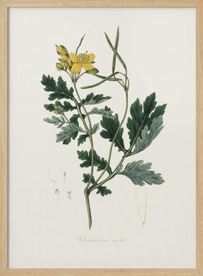 Greater Celandine (chelidonium Majus) Medical Botany Poster