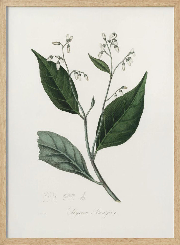 Gum Benjamin Tree (styrax Benzoin Medical Botany Poster