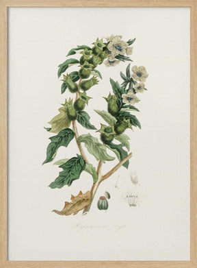 Henbane (hyoscyamus Niger) Medical Botany Poster