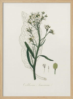 Horseradish (cochlearia Armoracia)  Medical Botany Poster