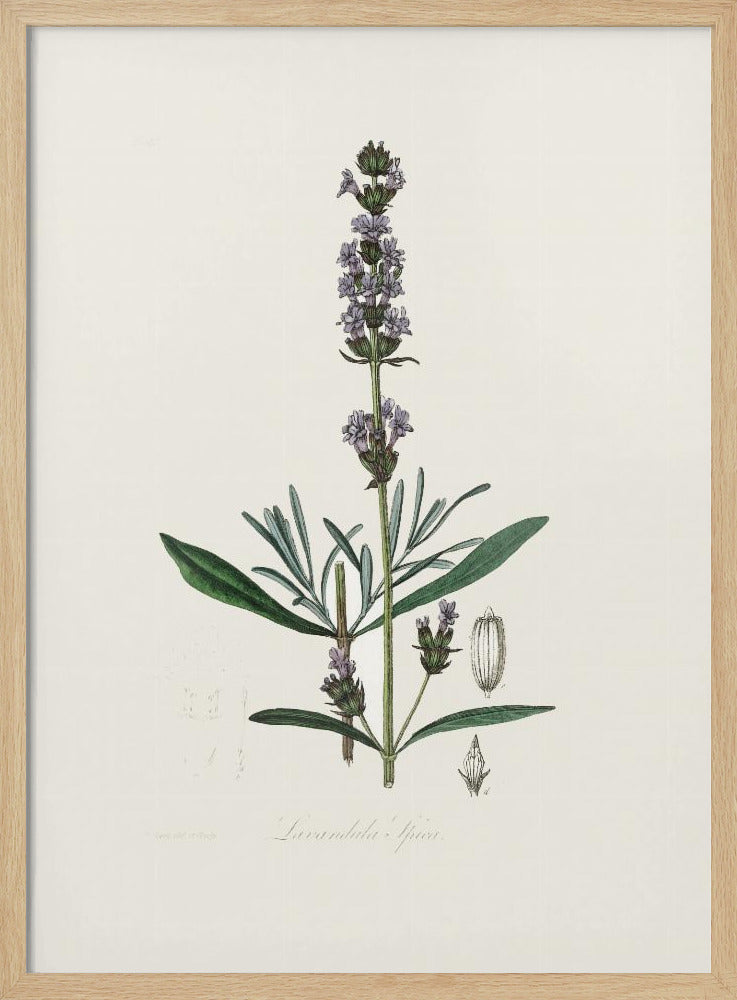 Lavender (lavandula Ipica)  Medical Botany Poster