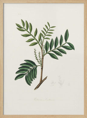 Lentisk (pistacia Lenitiscus) Medical Botany Poster