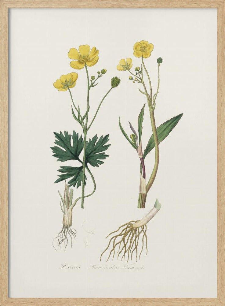 Lesser Spearwort (ranunculus Flammula) Medical Botany Poster