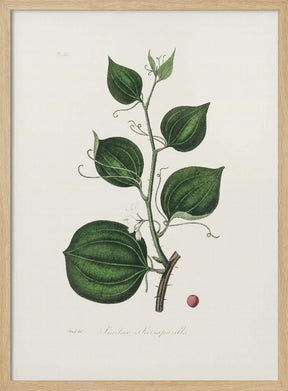 Lmilax Larsaparilla  Medical Botany Poster