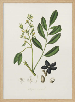 Lualsia Simarula Medical Botany Poster