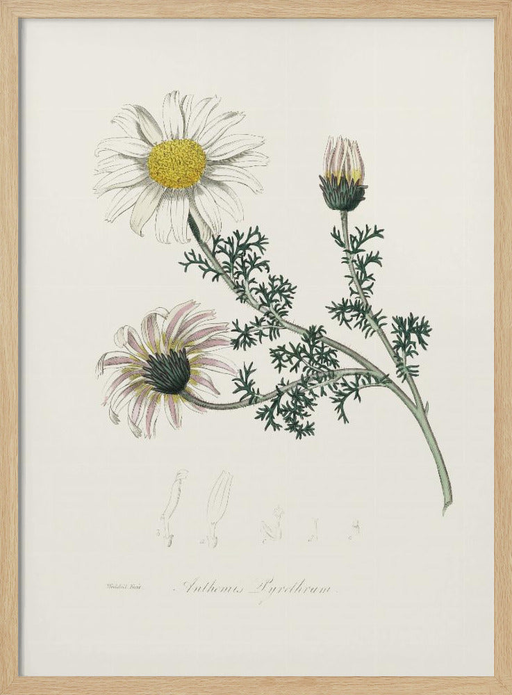 Mount Atlas Daisy (anthemis Pyrethrum) Medical Botany Poster