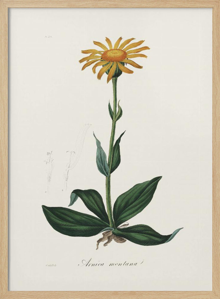 Mountain Arnica (arnica Montana) Medical Botany Poster