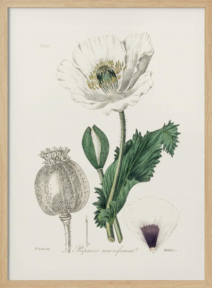 Opium Poppy (papaver Somniferum) Medical Botany Poster