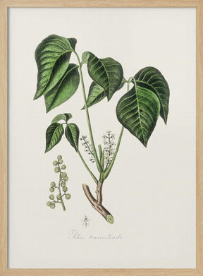 Poison Ivy (rhus Toxicodendron) Medical Botany Poster