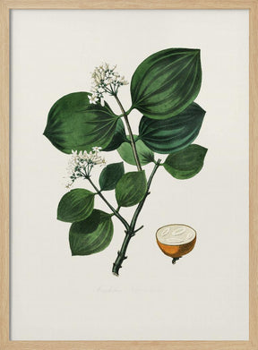 Poison Nu (strychnos Nux Vomica) Medical Botany Poster