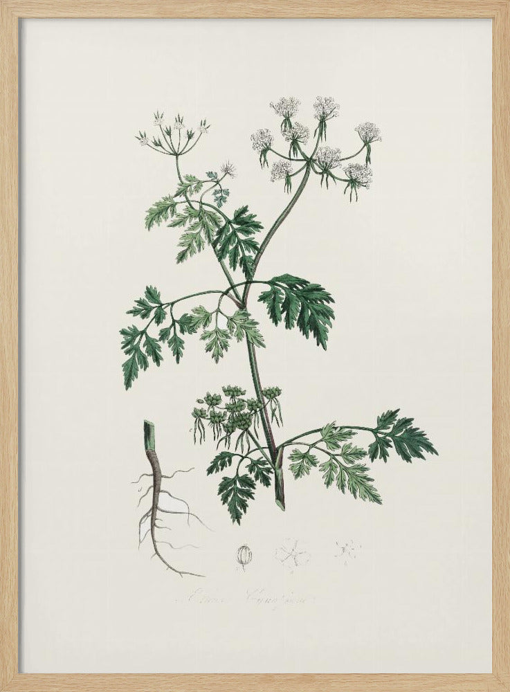 Poison Parsley (aethusa Cynapium) Medical Botany Poster