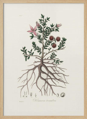 Rhatany (krameria Triandrea) Medical Botany Poster