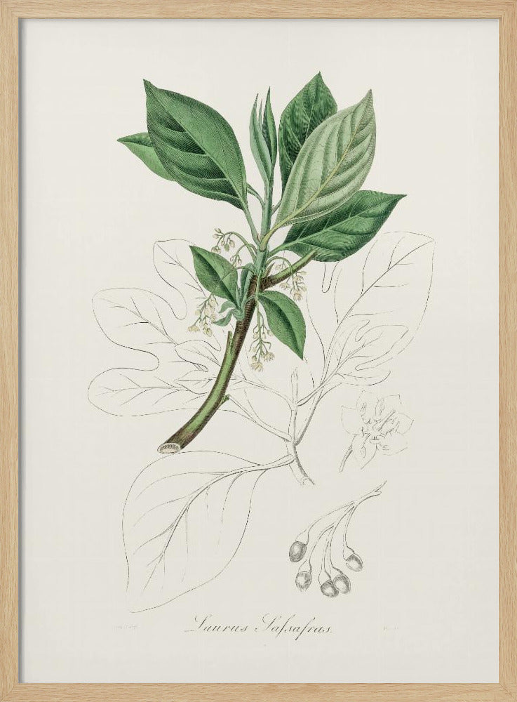 Sassafras (laurus Sassafras) Medical Botany Poster