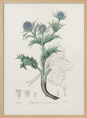 The Sea Holly (eryngium Mmaritimum) Medical Botany Poster