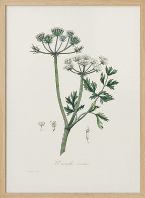 Water Dropwort (onanthe Grocata) Medical Botany Poster