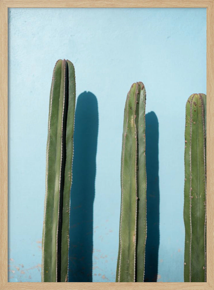 Cacti on Light Blue | Oaxaca Mexico Poster