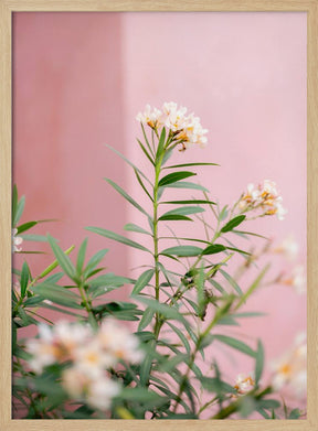 Soft greens and Pink | Botanical Oaxaca Mexico Poster