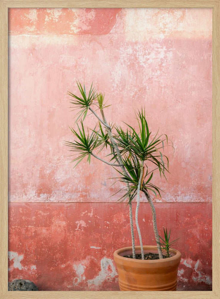 Botanical Oaxaca | Mexico travel photography Poster