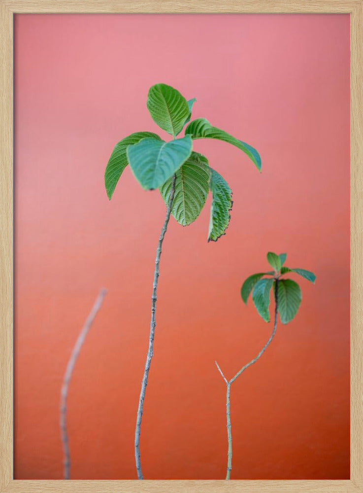 Green on Orange | Oaxaca Botanical vibes Poster