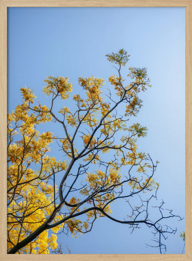 Yellow Bloom | Oaxaca Mexico Poster