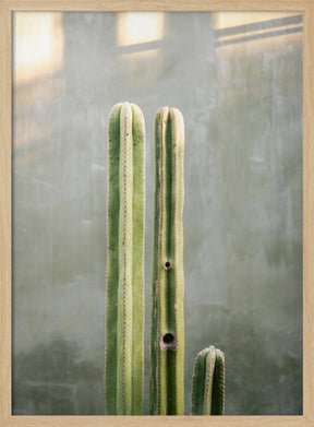 Greens and grey | Cacti in Oaxaca Mexico Poster