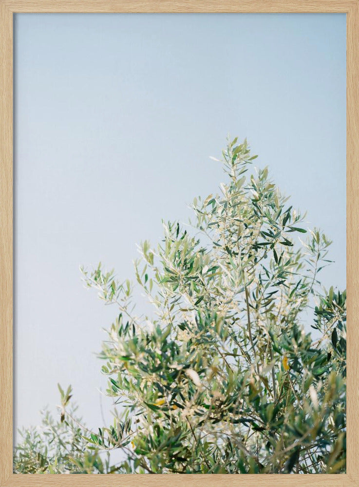 Olives In Ostuni | Italy Travel Photography Poster