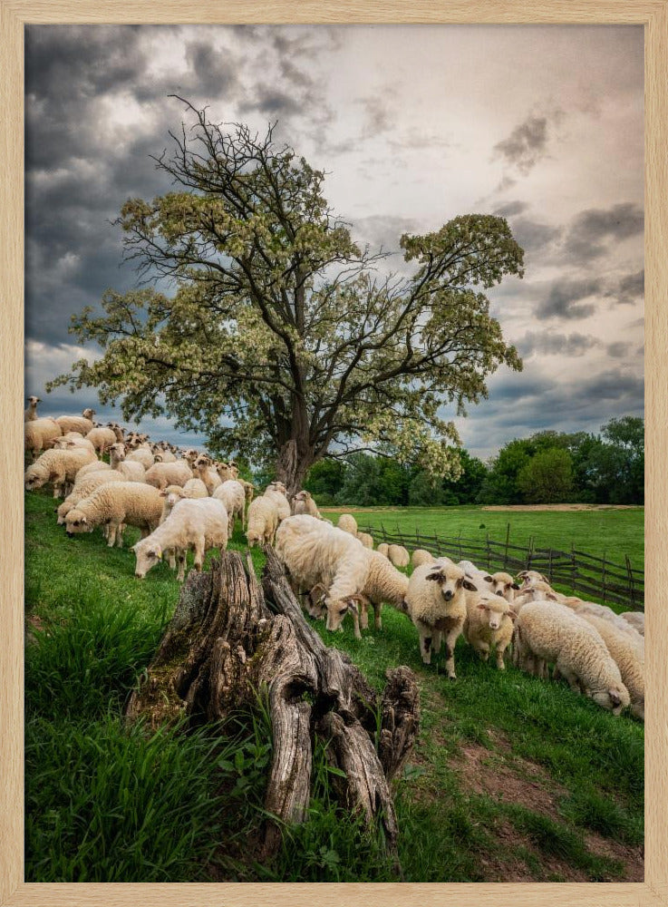 On pasture Poster