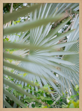 Shades of Green  Botanical Mexico City Poster