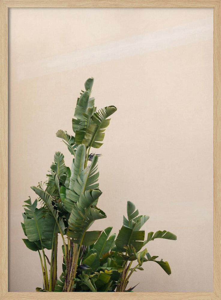 Botanical Cannes Poster