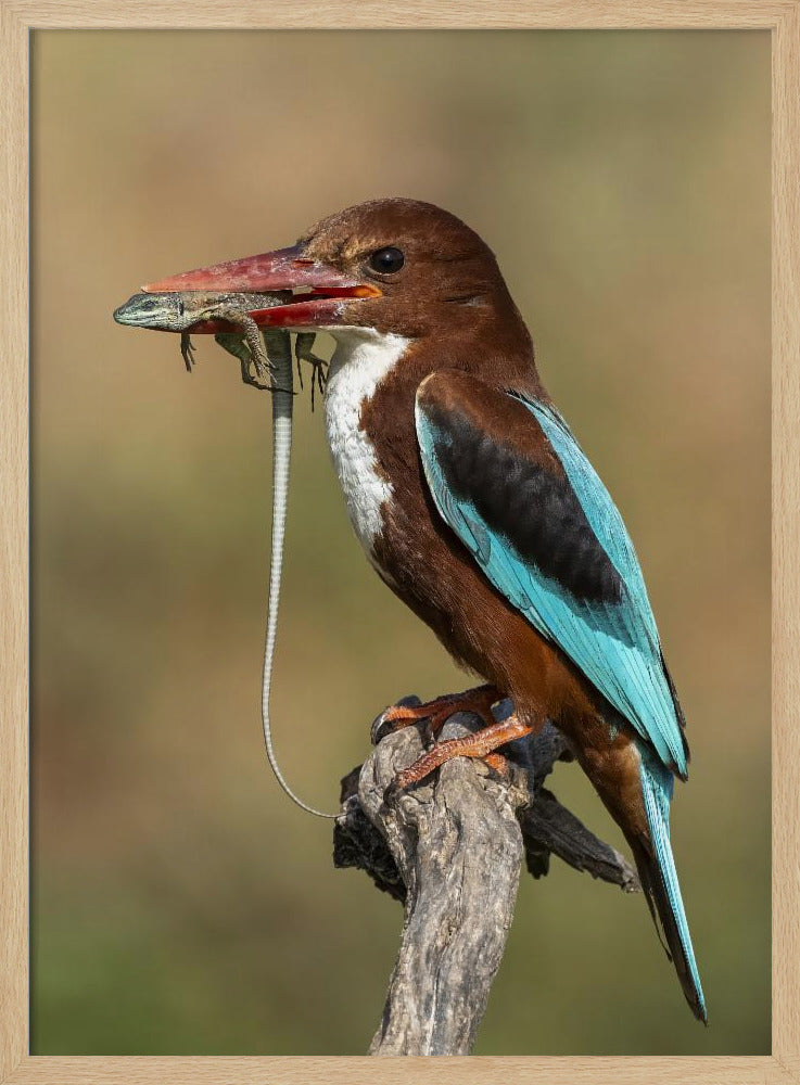 White-throated kingfisher AZ Poster