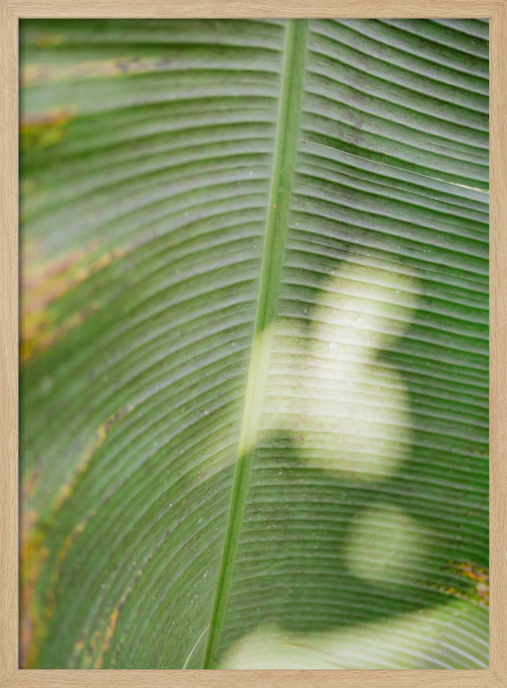 Costa Rica Greens Poster