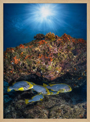 Oriental sweetlips under the sunlight Poster