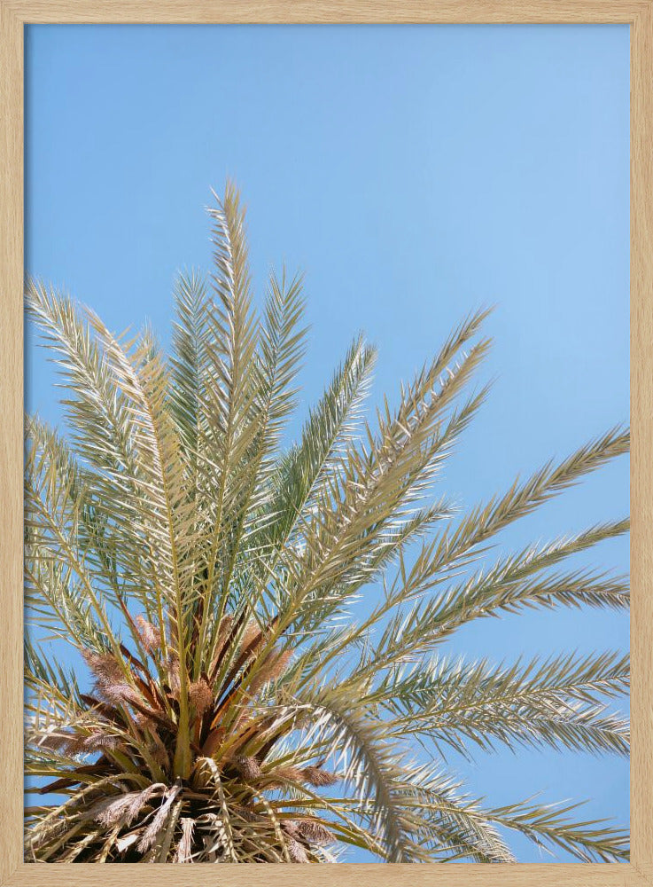 Moroccan Coast Palm Tree Poster