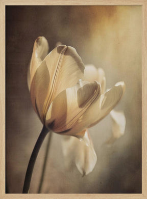 Pastel Tulip Poster