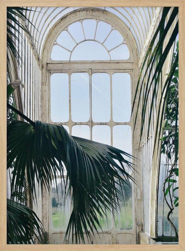 Palm House Windows Poster