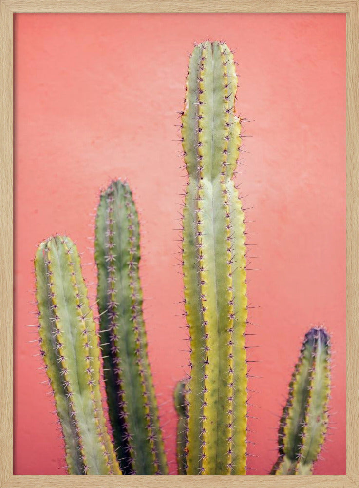 Pretty Pink Cactus Marrakech Poster