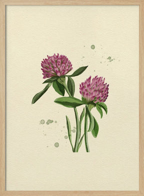 Red Clover Poster