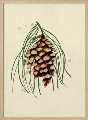 Maine White Pine Cone Copy Poster