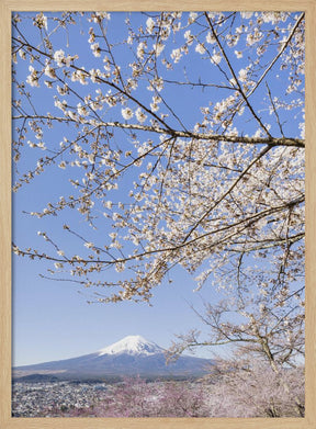 Charming view of Mount Fuji with cherry blossoms	 Poster