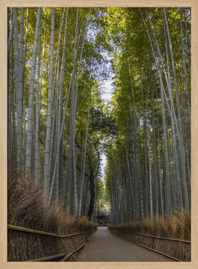 Mighty Arashiyama bamboo forest Poster