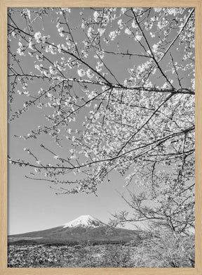 Charming view of Mount Fuji with cherry blossoms - monochrome Poster