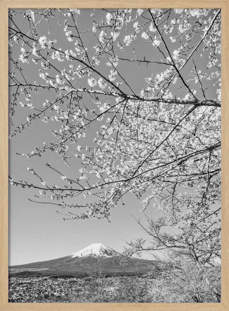 Charming view of Mount Fuji with cherry blossoms - monochrome Poster