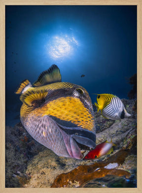 Titan triggerfish Poster