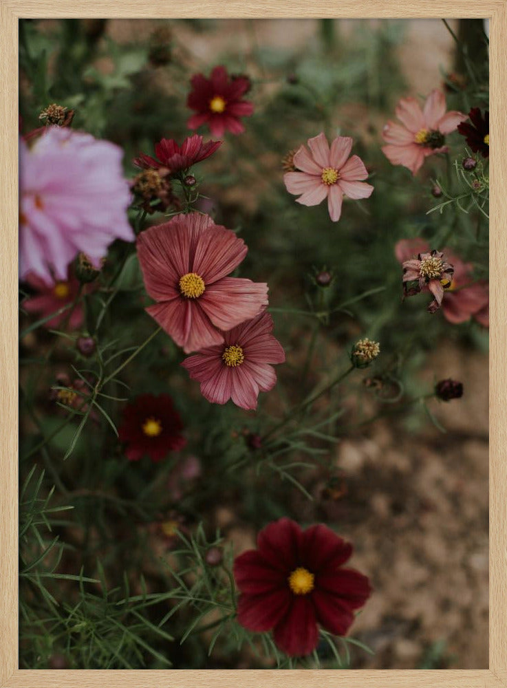 Pink Coral Flowers Poster