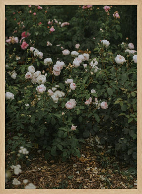 Moody Roses Poster