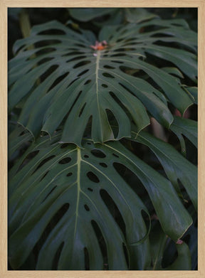 Monstera Poster